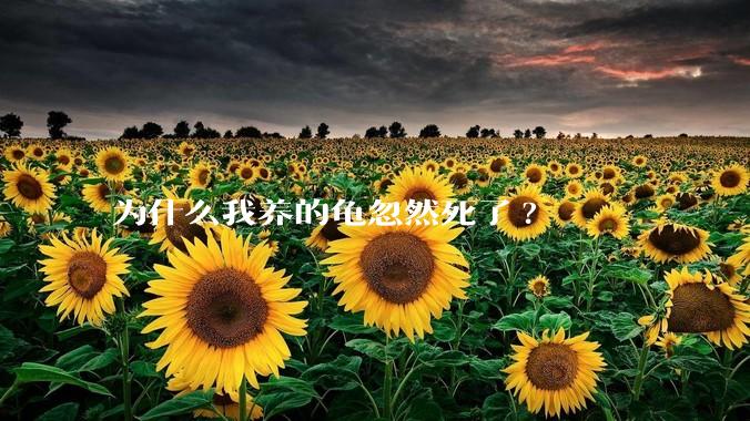 为什么我养的龟忽然死了?